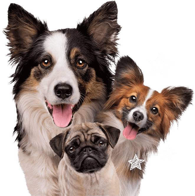 HairFortin Restore Puppy Breath, Youthful Energy, And a Shiny Coat Starting In 1 Week!