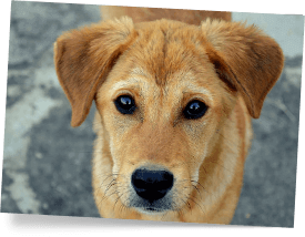 SAVE YOUR DOG’S LIFE